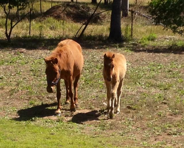 Timor Pony